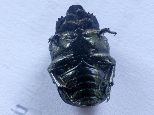 Réf. 309 903 : Potosia opaca